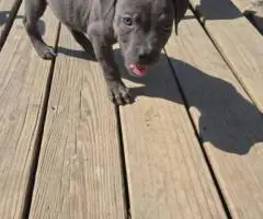 XL American Bully puppies