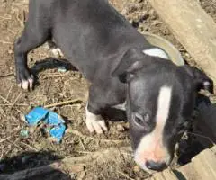 XL American Bully puppies