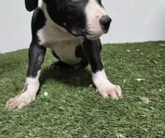 XL American Bully puppies
