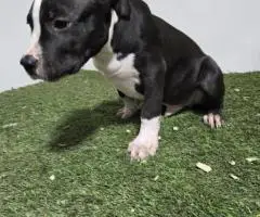 XL American Bully puppies