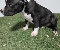 XL American Bully puppies