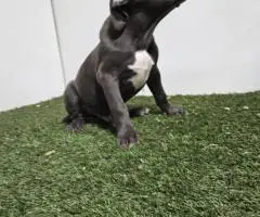 XL American Bully puppies