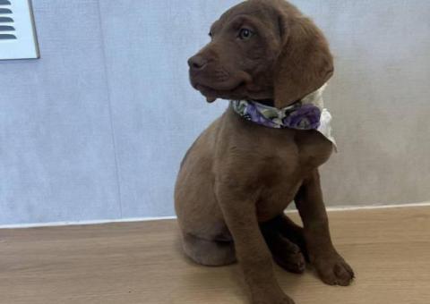 9 weeks old Chessie puppies