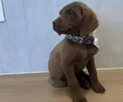 9 weeks old Chessie puppies