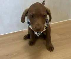 9 weeks old Chessie puppies
