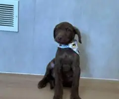 9 weeks old Chessie puppies
