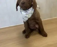 9 weeks old Chessie puppies
