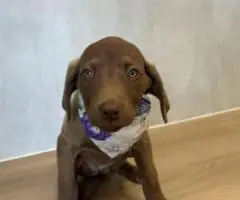 9 weeks old Chessie puppies