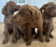 9 weeks old Chessie puppies