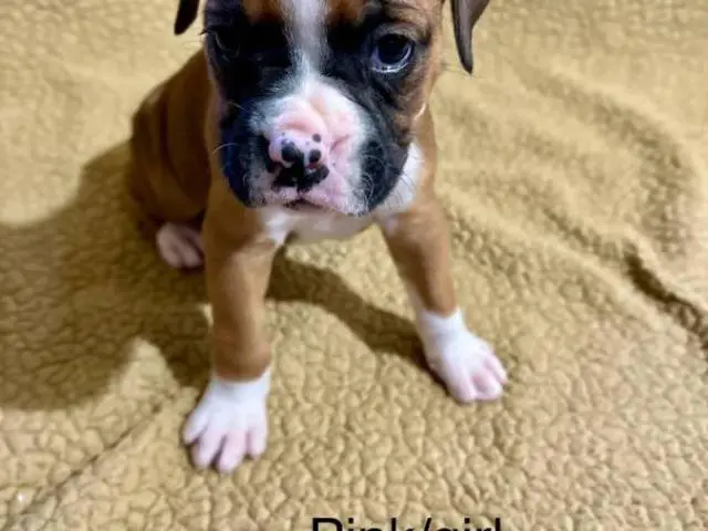 4 Female Boxer puppies for sale