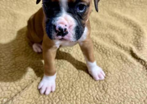 4 Female Boxer puppies for sale