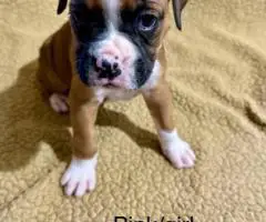 4 Female Boxer puppies for sale