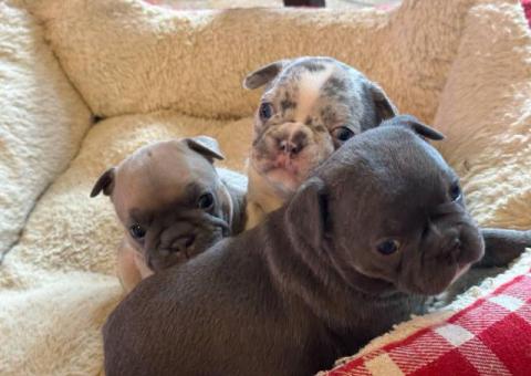 Beautiful female Frenchton puppies