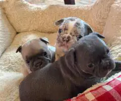Beautiful female Frenchton puppies
