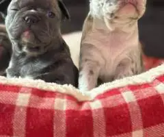 Beautiful female Frenchton puppies