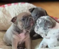 Beautiful female Frenchton puppies