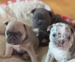 Beautiful female Frenchton puppies