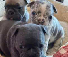 Beautiful female Frenchton puppies