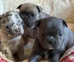 Beautiful female Frenchton puppies