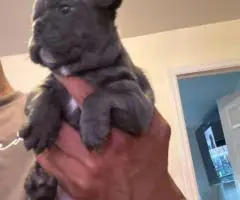 Beautiful female Frenchton puppies
