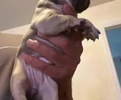 Beautiful female Frenchton puppies