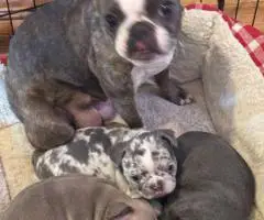 Beautiful female Frenchton puppies