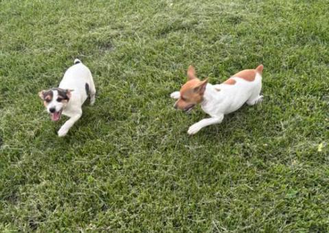 2 Jack Russell puppies looking for a home
