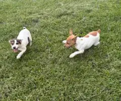 2 Jack Russell puppies looking for a home
