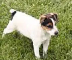 2 Jack Russell puppies looking for a home