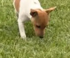 2 Jack Russell puppies looking for a home