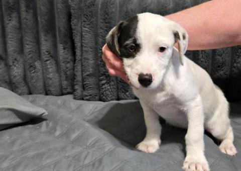 Jack Russell Dogo Argentino Cross puppies