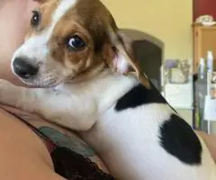 11 weeks old Jack-a-Bee puppies
