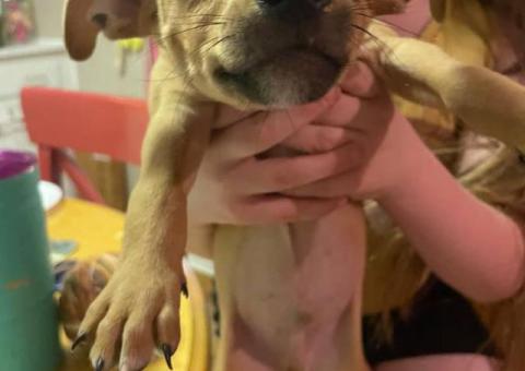 Chihuahua-Dachshund Mix Puppies for Rehoming