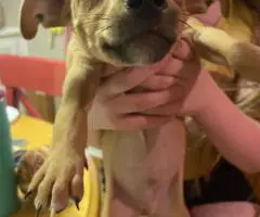 Chihuahua-Dachshund Mix Puppies for Rehoming