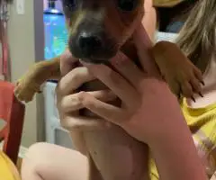 Chihuahua-Dachshund Mix Puppies for Rehoming
