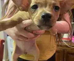 Chihuahua-Dachshund Mix Puppies for Rehoming