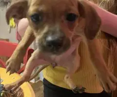 Chihuahua-Dachshund Mix Puppies for Rehoming
