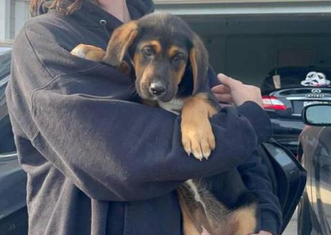 3 Bloodhound puppies for sale