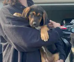 3 Bloodhound puppies for sale