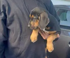 3 Bloodhound puppies for sale