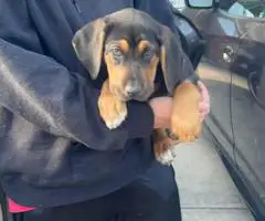 3 Bloodhound puppies for sale
