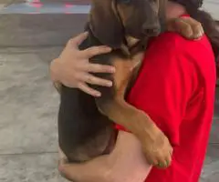 3 Bloodhound puppies for sale