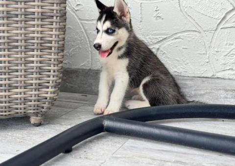 Purebred Siberian Husky puppies for sale