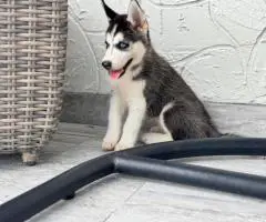 Purebred Siberian Husky puppies for sale