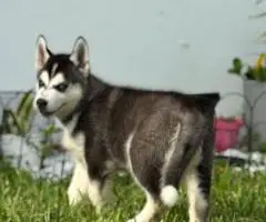 Purebred Siberian Husky puppies for sale