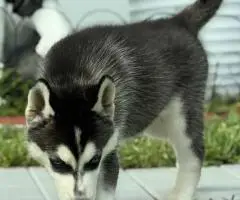 Purebred Siberian Husky puppies for sale