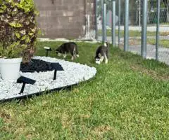 Purebred Siberian Husky puppies for sale