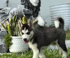 Purebred Siberian Husky puppies for sale
