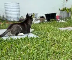 Purebred Siberian Husky puppies for sale