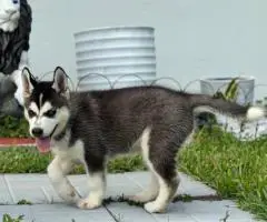 Purebred Siberian Husky puppies for sale